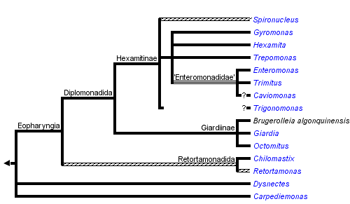 taxon links