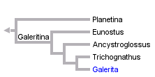 taxon links