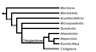 taxon links