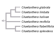 taxon links