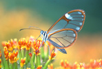 Ithomiine butterfly feeding on Senecio flowers