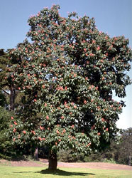 California buckeye, Aesculus californica