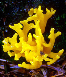 Calocera viscosa