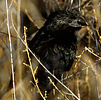 groove-billed ani