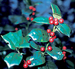 Holly, Ilex aquifolium