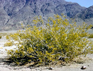 South American creosote bush, Larrea tridentata