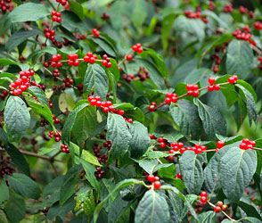 Amur honeysuckle, Lonicera maackii