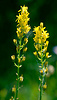 California bog asphodel, Narthecium californicum