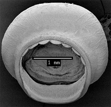 SEM_photograph_of_arm_II_sucker.