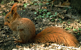 Eurasian red squirrel