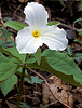 snow trillium