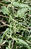 Stinging nettle, Urtica dioica