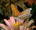 Gulf fritillary butterfly