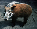 Bushpig (Potamochoerus porcus), Tanzania