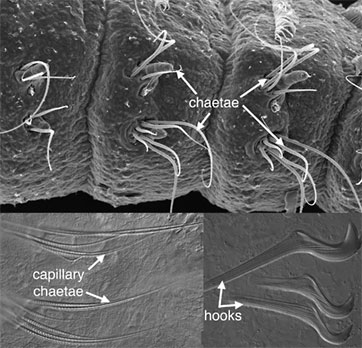 chaetae of an annelid