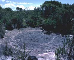 Lepidogalaxias pool dry