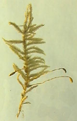 A moss growing on soil from the cloud forest near Xalapa, Veracruz, Mexico