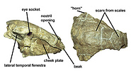 Skull of Edmontonia