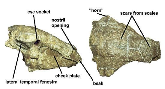 Skull of Edmontonia