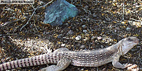 specimen on desert floor