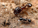 Pheidole bicarinata