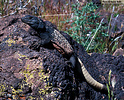 Specimen on rock, with black head and legs, light peach and white mottled back and white tail ending in black