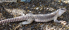 specimen on desert floor