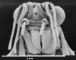 SEM of male head