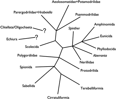 unrooted Annelida tree